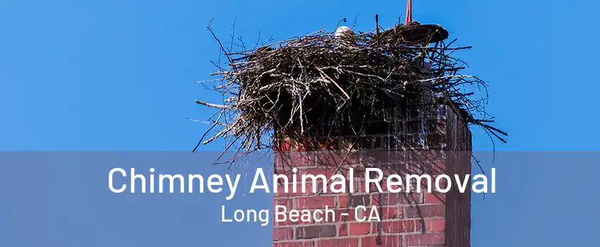 Chimney Animal Removal Long Beach - CA