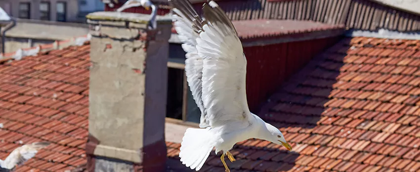 Residential Chimney Animal Removal Solution in Long Beach, CA